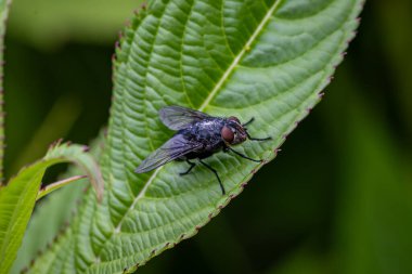 A close up of a fly perched on a leaf in the Sussex countryside, with a shallow depth of field clipart