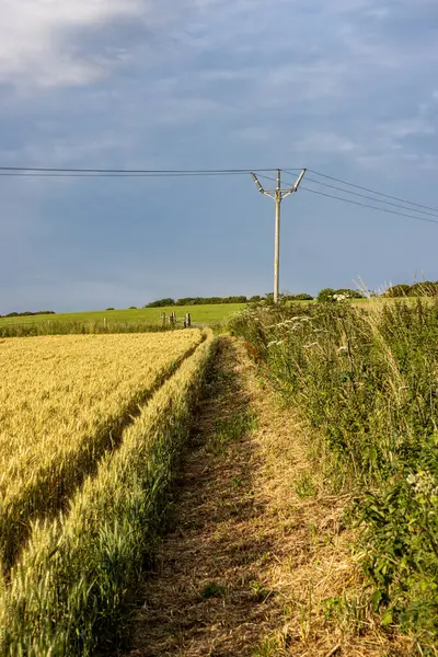 stock image A footpath next to a field of wheat in the South Downs, with a telegraph pole in the distance