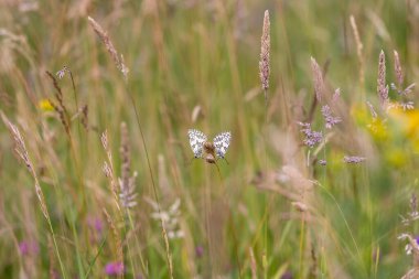 A meadow in chalk grassland in Sussex, with two marble white butterflies perched on grass clipart