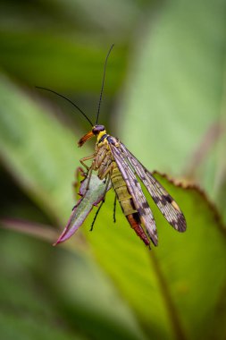 A macro photograph of a common scorpionfly on a leaf in rural Sussex, on a summer's day clipart