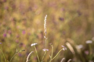 Güney Tepeleri 'nde bir çim tohumu başıyla yakın plan, sığ bir alan derinliği var.