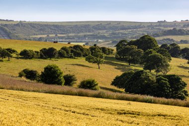 Güney Tepeleri 'ndeki tarlaların kırsal Sussex manzarası