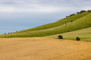 Güney Downs 'da bir yaz akşamında tarlaların manzarası.