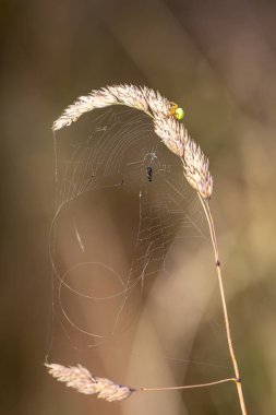 A cucumber green spider on a grass seed head, with a fly caught in a web clipart