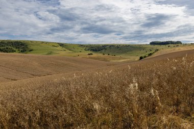 Güney Tepeleri 'ndeki tarlalara bakıyorum. Çiçek açtıktan sonra yağlı tohumla tecavüz mahsulleri ekiyorum.