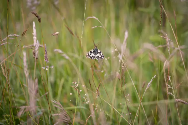 stock image A marbled white butterfly in the South Downs on a summer's evening