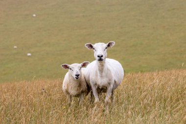 A ewe and lamb in a field in the South Downs, looking at the camera clipart