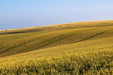 Yaz güneşinde, Sussex 'in güney yamaçlarında yetişen tahıl ekinleri.