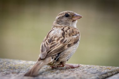 Yaz mevsiminde seçici odaklı bir serçeye yakın çekim