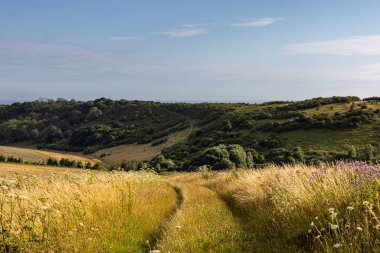 Güneşli bir yaz akşamında, Güney Downs 'taki kır çiçeklerinin arasından bir çim patikası.