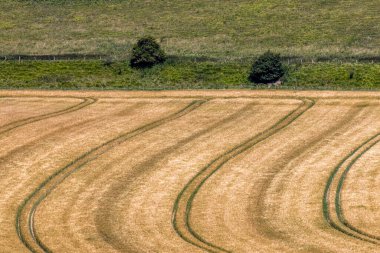 Yaz mevsiminde olgunlaşan tahıl tarlası, Sussex, Woodingdean yakınlarında.