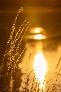 A close up of wild grasses with a defocused sunset reflecting on water behind clipart