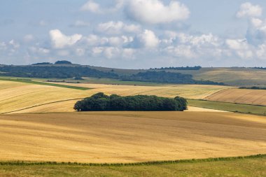Güneşli bir yaz gününde, Güney Downs 'taki tarlalara bakıyorum.