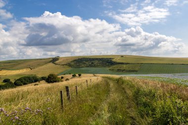 Güney Downs 'daki tarlaların manzarası, yaz güneşinde bez tohumu ekinleri büyüyor.