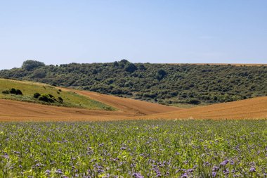 Güneşli bir yaz gününde Güney Downs 'da açan bir safha.