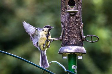 A close up of a great tit with spread wings, perched on a bird feeder in a Sussex garden clipart