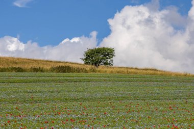 Kırsal bir Güney Downs tarım arazisi keten ve haşhaş tarlasında yetişiyor.
