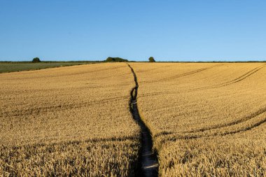 Güney Downs 'da güneşli bir akşamda hasat için hazır bir tahıl tarlasının içinden geçen bir patika.