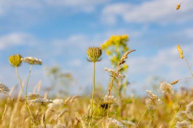 Wild carrot in a Sussex meadow, on a sunny summer's evening clipart