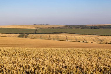 Sussex kırsalında bir yaz akşamı mısır gevreği tarlaları