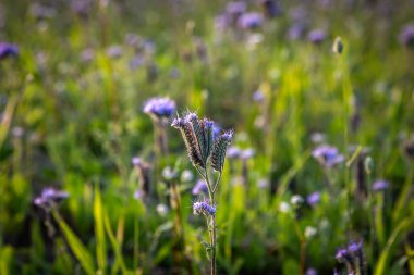 A close up of a phacelia flower in a field in Sussex, with a shallow depth of field clipart