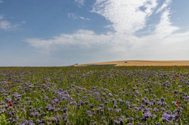 A rural Sussex landscape with a field of phacelia crops growing in the summer sunshine clipart