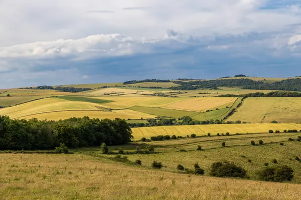 Yaz güneşi altında olgunlaşan tahıl ürünleriyle yuvarlanan bir Sussex manzarası.