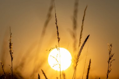 Önünde çimenler olan bir yaz günbatımı