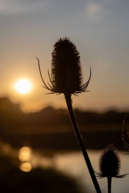 Nehrin kenarında büyüyen bir devedikeni yakından çek, arkasında günbatımı gökyüzü olsun.
