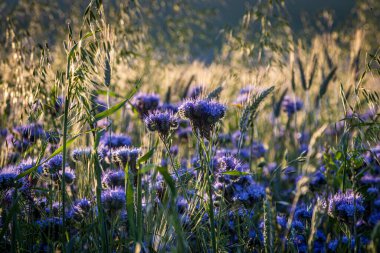 Evening light shining on phacelia flowers in the South Downs, with a shallow depth of field clipart