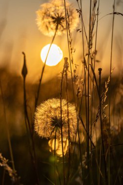 Arkasında günbatımı gökyüzü olan tohumlu karahindiba sürüsü.