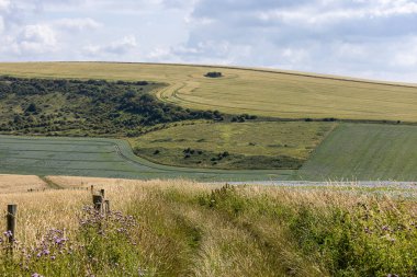 Sussex 'in kırsal kesimlerinde keten ekinlerin yetiştiği yamaçlara bakan bir patika.