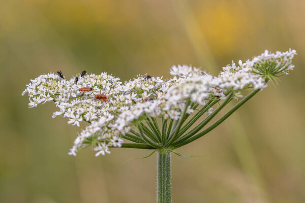 Common red soldier beetles on a flower in rural Sussex, with a shallow depth of field
