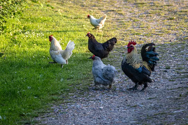 stock image A rooster and chickens walking outside,  with a shallow depth of field