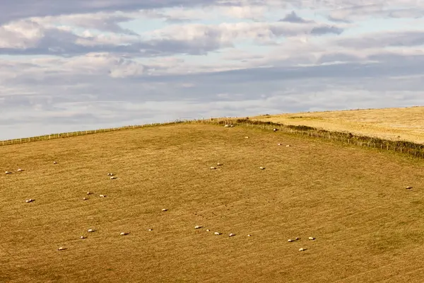 stock image Sheep grazing on a South Downs hilside, on a sunny summer's evening