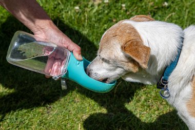 Sıcak bir yaz gününde küçük bir köpeğe su veren bir köpek gezdiricisi.