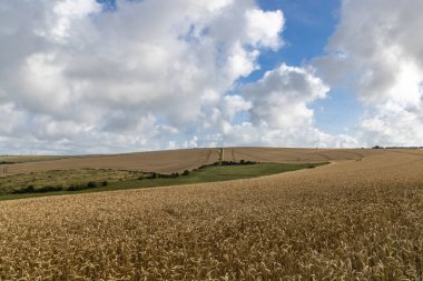 A view over a field of wheat growing in rural Sussex, on a summer's day clipart