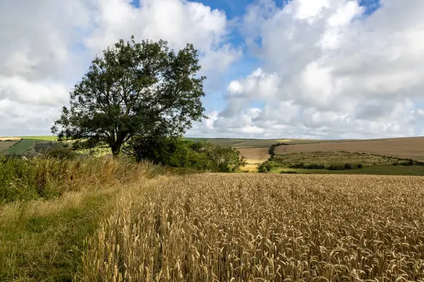 stock image Cereal crops growing in the South Downs, on a sunny summer's morning