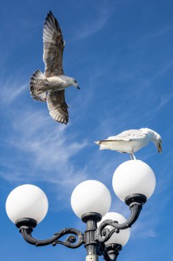 Mavi gökyüzüne bakan iki martıya bakıyorum, biri lambaya tünemiş, diğeri uçmakta olan bir çocuk.