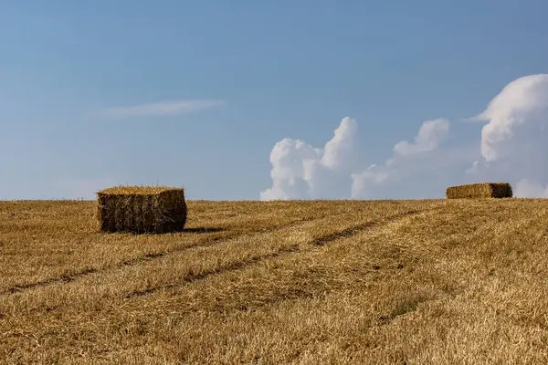 stock image Haystacks in a filed in rural Sussex, on a sunny summer's day