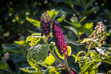 Phytolacca Acinosa bir yaz günü Sussex bahçesinde çiçek açtı.