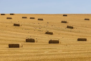 Güneşli bir yaz gününde, South Downs 'da saman balyaları