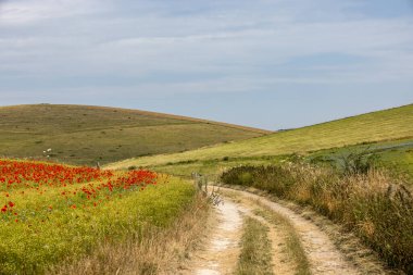 Güneşli bir yaz gününde Sussex 'te tarlaların arasından geçen patika manzarası.