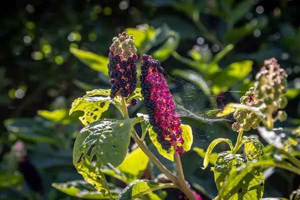 stock image Phytolacca Acinosa in bloom in a Sussex garden, on a summer's day