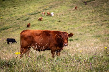 Güney Downs 'da bir yamaçta bir inek kameraya bakıyor.