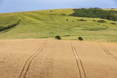 Güney Downs 'daki Kingston Tepesi' ne doğru bakıyorlar. Yaz aylarında yağlı tohumların yağlandığı bir tarla var.