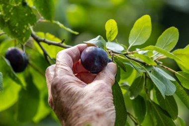 A close up of a mans hand picking ripe damsons from a tree in the summer sunshine clipart