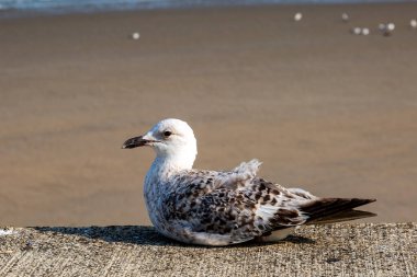 Güneşli bir yaz gününde Newhaven 'daki deniz kenarında oturan bir martının yakın çekimi.