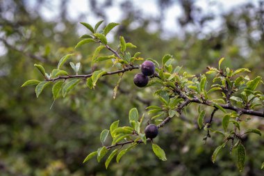 Sloes growing on a blackthorn bush in the Cornish countryside, with a shallow depth of field clipart