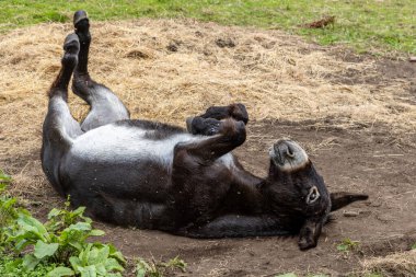 Bir eşek tarlada sırtında yuvarlanıyor.